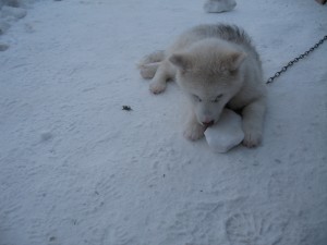 Arctic puppies play with snow balls!