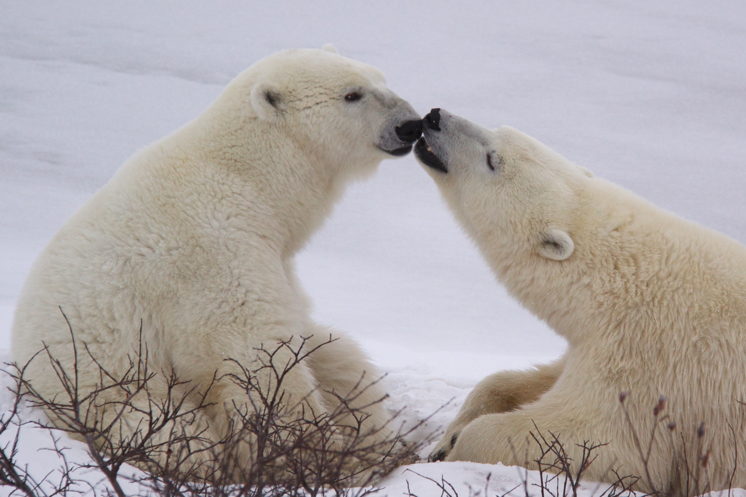 Résultat de recherche d'images pour "kisses of bears"