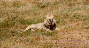 Lion Sanctuary