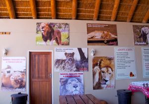 Coca Cola Sponsorship of Lion Sanctuary