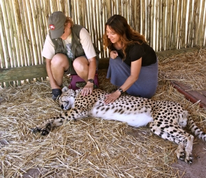 Petting Cheetah Joseph